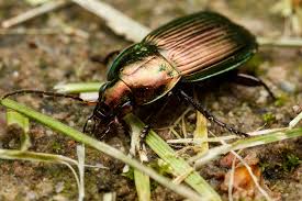 Attēlu rezultāti vaicājumam “Poecilus versicolor”