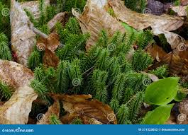 Attēlu rezultāti vaicājumam “Lycopodium annotinum”