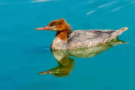Attēlu rezultāti vaicājumam “Mergus merganser female”