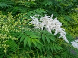 Attēlu rezultāti vaicājumam “Sorbaria sorbifolia bud”