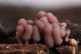 Attēlu rezultāti vaicājumam “Badhamia melanospora stalked”