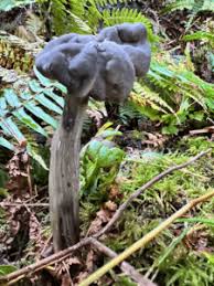 Attēlu rezultāti vaicājumam “Helvella”