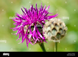 Attēlu rezultāti vaicājumam “Centaurea scabiosa bud”