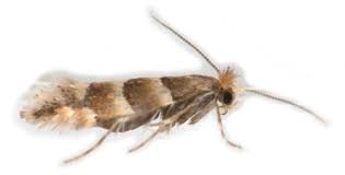 Attēlu rezultāti vaicājumam “Phyllonorycter nicellii”