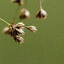 Attēlu rezultāti vaicājumam “Luzula luzuloides”