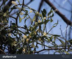 Attēlu rezultāti vaicājumam “Viscum album female flower”