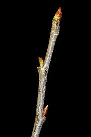 Attēlu rezultāti vaicājumam “Prunus cerasifera var. divaricata bud”