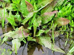 Attēlu rezultāti vaicājumam “Rumex hydrolapathum leaf”