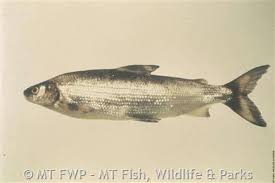 Image result for Coregonus clupeaformis