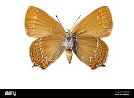 Attēlu rezultāti vaicājumam “Satyrium ilicis”