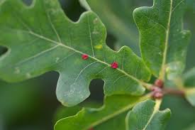 Attēlu rezultāti vaicājumam “Neuroterus albipes”