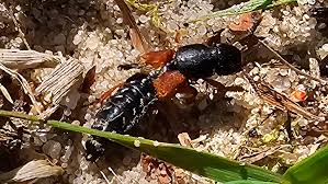 Attēlu rezultāti vaicājumam “Staphylinus erythropterus”