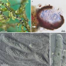 Attēlu rezultāti vaicājumam “Leskea polycarpa macro”