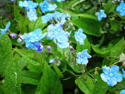 Image result for Omphalodes verna
