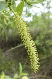 Attēlu rezultāti vaicājumam “Salix Vetrix”