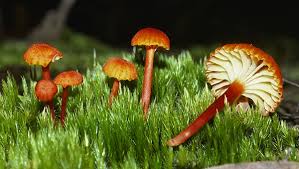 Attēlu rezultāti vaicājumam “Hygrocybe cantharellus”