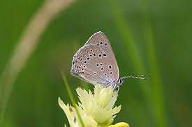 Attēlu rezultāti vaicājumam “Lycaena hippothoe female”