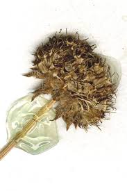 Attēlu rezultāti vaicājumam “Jasione montana leaf”