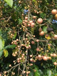 Attēlu rezultāti vaicājumam “Diachea muscorum”