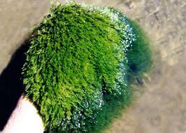 Attēlu rezultāti vaicājumam “Nitella sp.”