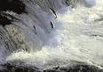 ADF&amp;G, Sport Fish, Anadromous Waters Catalog - Overview, Alaska ...