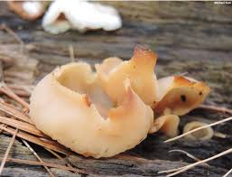 Attēlu rezultāti vaicājumam “Peziza repanda”