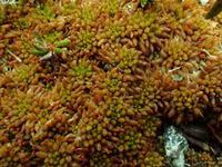 Attēlu rezultāti vaicājumam “Sphagnum austinii”