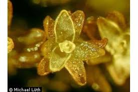 Attēlu rezultāti vaicājumam “Orthotrichum anomalum sporophyte”