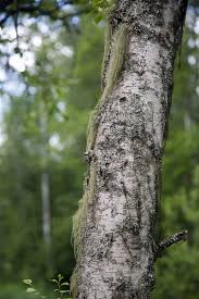 Attēlu rezultāti vaicājumam “Usnea subfloridana”
