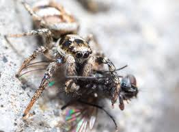 Attēlu rezultāti vaicājumam “Salticus scenicus”