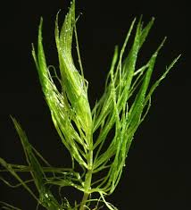 Attēlu rezultāti vaicājumam “Ceratophyllum submersum leaf”