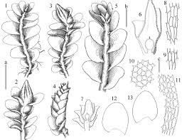 Attēlu rezultāti vaicājumam “Isopaches bicrenatus”