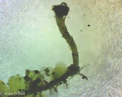 Attēlu rezultāti vaicājumam “Odontoschisma denudatum”