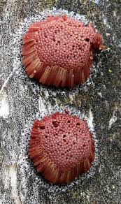 Attēlu rezultāti vaicājumam “Stemonitis fusca spores”