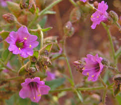 Attēlu rezultāti vaicājumam “Bulbochaete mirabilis”