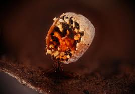 Attēlu rezultāti vaicājumam “Craterium aureonucleatum”