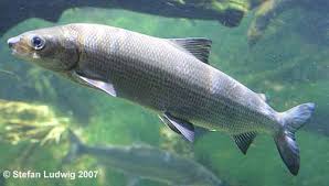 Image result for Coregonus oxyrinchus