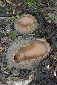 Attēlu rezultāti vaicājumam “Geopora arenicola”