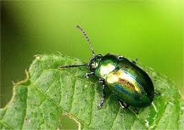 Attēlu rezultāti vaicājumam “Linaeidea aenea”