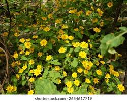Image result for Sanvitalia procumbens