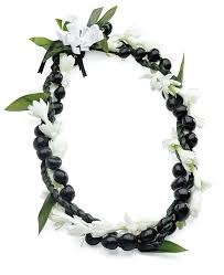 Attēlu rezultāti vaicājumam “Leiocolea collaris”