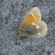Attēlu rezultāti vaicājumam “Coenonympha tullia underside”