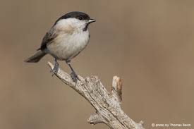 Attēlu rezultāti vaicājumam “Poecile palustris adult”