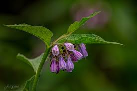 Attēlu rezultāti vaicājumam “Symphytum asperum flower”
