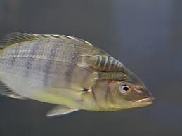 Image result for Lithognathus lithognathus