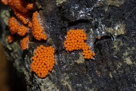 Attēlu rezultāti vaicājumam “Hemitrichia decipiens macro”