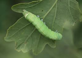 Attēlu rezultāti vaicājumam “Orthosia cerasi”