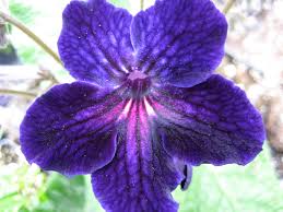 Image result for Streptocarpus