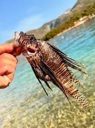 Image result for Pterois volitans