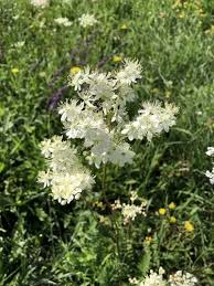 Attēlu rezultāti vaicājumam “Filipendula vulgaris fruit”